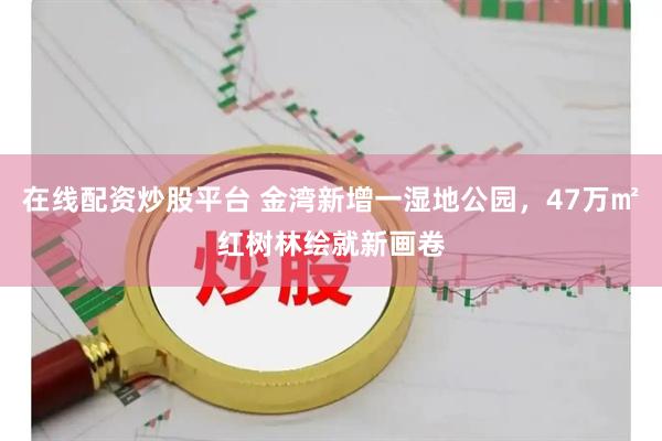 在线配资炒股平台 金湾新增一湿地公园，47万㎡红树林绘就新画卷